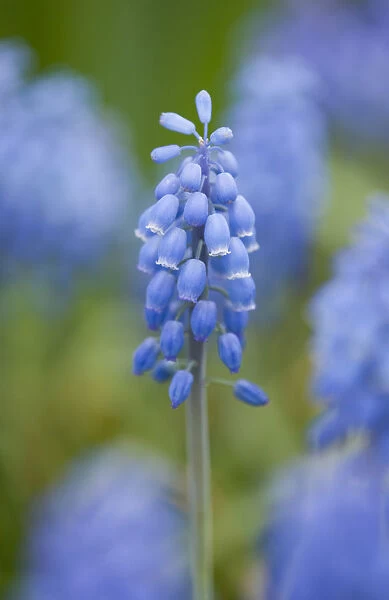 Small Grape Hyacinth -Muscari botryoides-, flowers, Thuringia, Germany