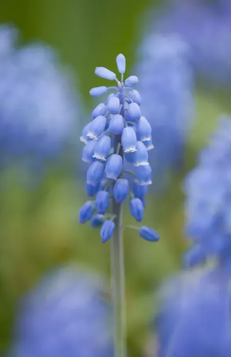 Framed Print : Small Grape Hyacinth -Muscari botryoides-, flowers, Thuringia, Germany