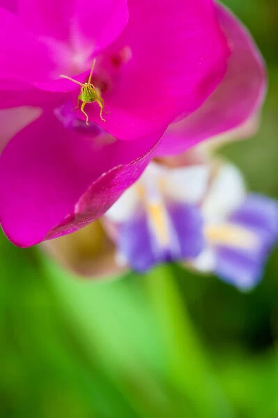 A small grasshopper on Siam Tulip