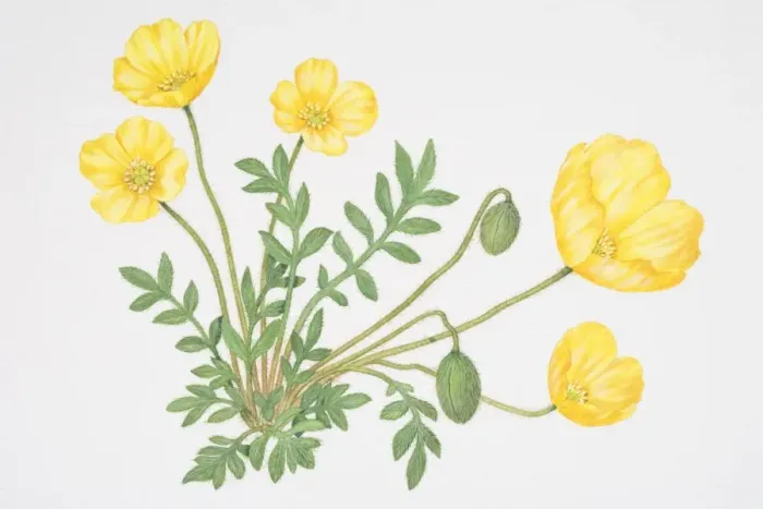 Framed Print : Small green leaves and bright yellow flowers, some closed, of Papaver lapponicum, Arctic Poppy Framed Print : Small green leaves and bright yellow flowers, some closed, of Papaver lapponicum, Arctic Poppy