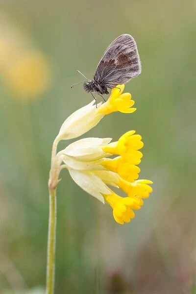 Small Heath Butterfly -Coenonympha pamphilus- on Cowslip -Primula veris-, North Hesse, Hesse, Germany
