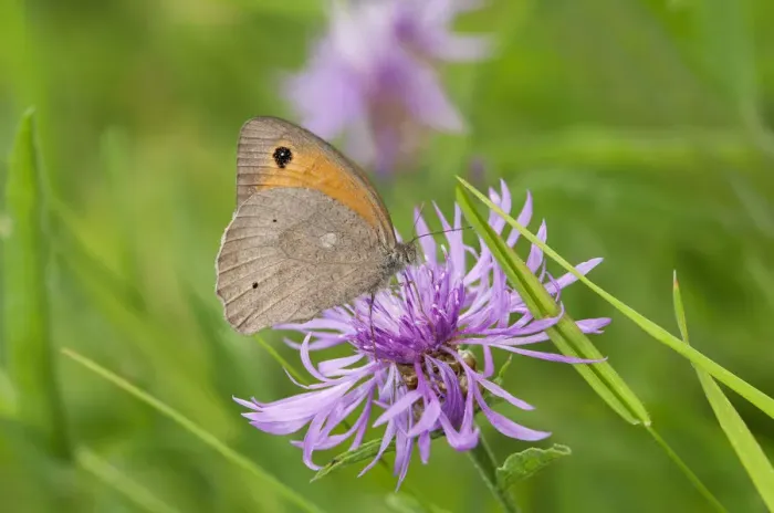 Framed Print : Small Heath butterfly -Coenonympha pamphilus-, Geneva, Genf, Switzerland