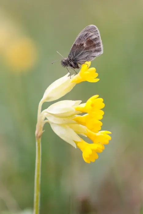 Framed Print : Small Heath Butterfly -Coenonympha pamphilus- on Cowslip -Primula veris-, North Hesse, Hesse, Germany Framed Print : Small Heath Butterfly -Coenonympha pamphilus- on Cowslip -Primula veris-, North Hesse, Hesse, Germany