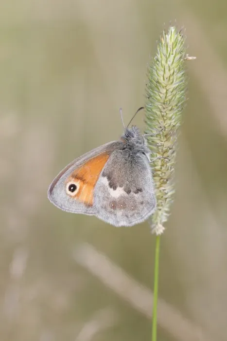 Framed Print : Small Heath butterfly -Coenonympha pamphilus- perched on a grass flower, Altenseelbach, Neunkirchen, North Rhine-Westphalia, Germany Framed Print : Small Heath butterfly -Coenonympha pamphilus- perched on a grass flower, Altenseelbach, Neunkirchen, North Rhine-Westphalia, Germany
