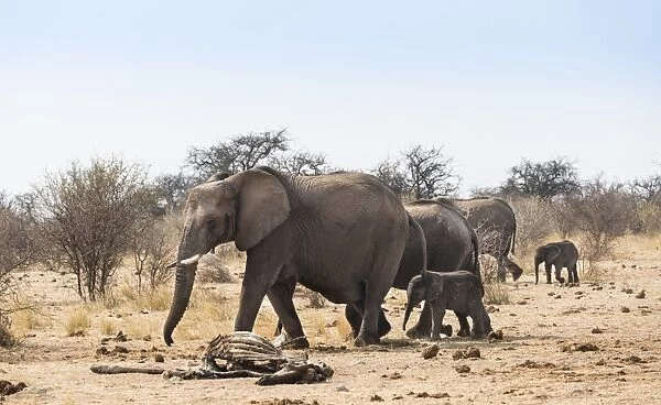 Small herd of African Bush Elephants -Loxodonta africana- marching with a calf past a skeleton of a giraffe, Etosha National Park, Namibia