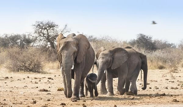 Small herd of African Bush Elephants -Loxodonta africana- marching with a calf, Etosha National Park, Namibia