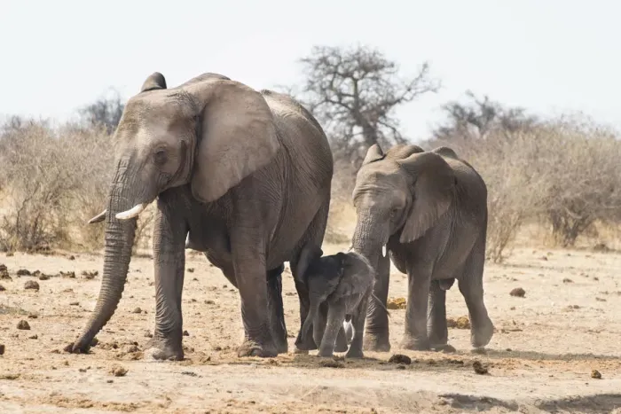 Framed Print : Small herd of African Bush Elephants -Loxodonta africana- marching with a calf, Etosha National Park, Namibia Framed Print : Small herd of African Bush Elephants -Loxodonta africana- marching with a calf, Etosha National Park, Namibia