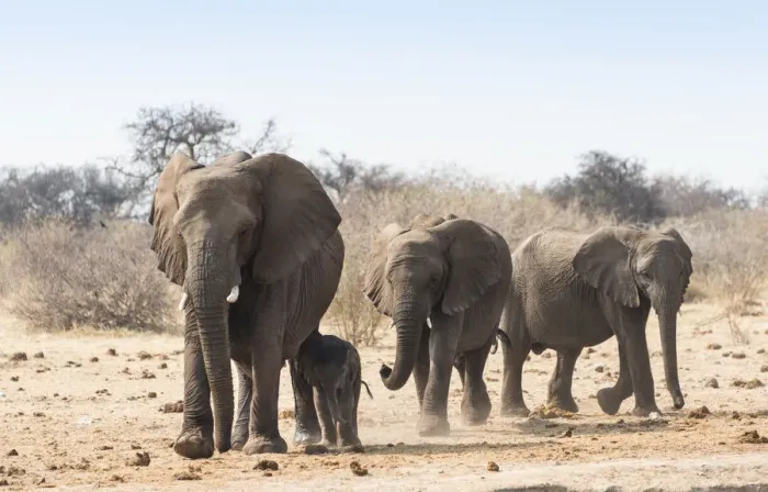 Framed Print : Small herd of African Bush Elephants -Loxodonta africana- marching with a calf, Etosha National Park, Namibia Framed Print : Small herd of African Bush Elephants -Loxodonta africana- marching with a calf, Etosha National Park, Namibia