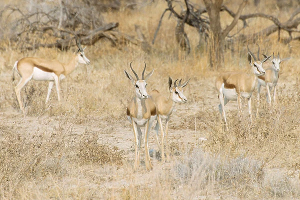 Small herd of Springboks -Antidorcas marsupialis-, Etosha National Park, Namibia
