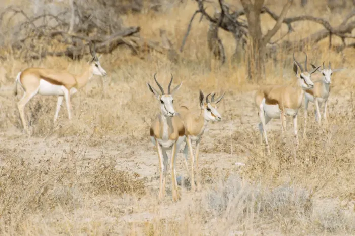 Framed Print : Small herd of Springboks -Antidorcas marsupialis-, Etosha National Park, Namibia Framed Print : Small herd of Springboks -Antidorcas marsupialis-, Etosha National Park, Namibia