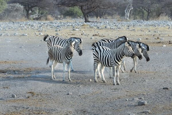 Small herd of zebra, Burchells zebras -Equus quagga burchellii-, Etosha National Park, Namibia