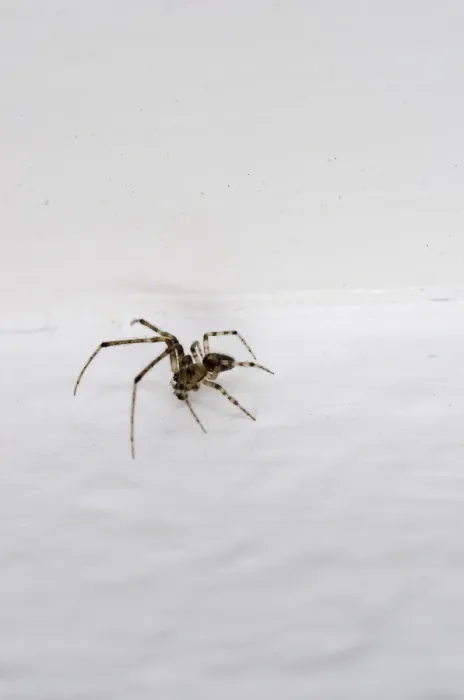 Framed Print : Small house spider -Araneus diadematus-, 10mm, crawling on wallpaper Framed Print : Small house spider -Araneus diadematus-, 10mm, crawling on wallpaper
