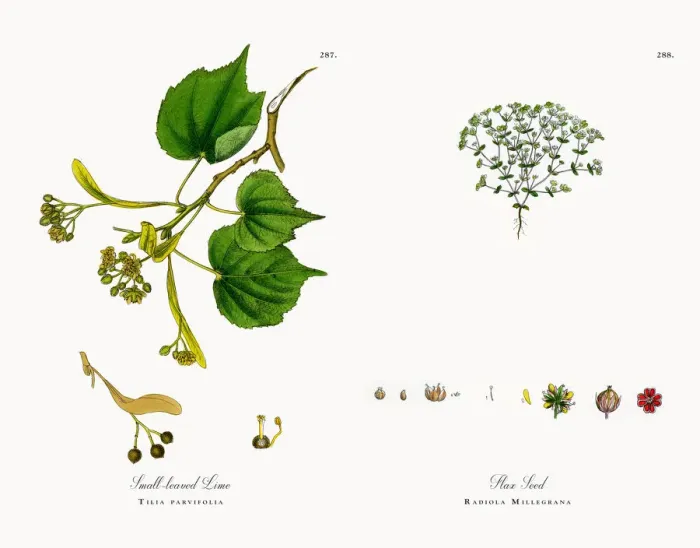 Framed Print : Small-leaved Lime, Tilia parvifolia, Victorian Botanical Illustration, 1863 Framed Print : Small-leaved Lime, Tilia parvifolia, Victorian Botanical Illustration, 1863