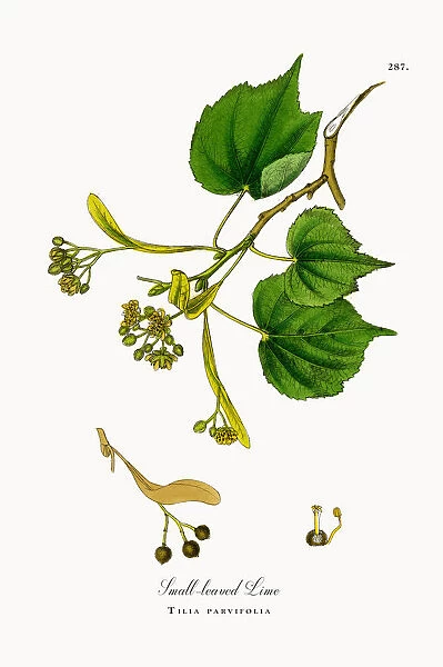 Small-leaved Lime, Tilia parvifolia, Victorian Botanical Illustration, 1863