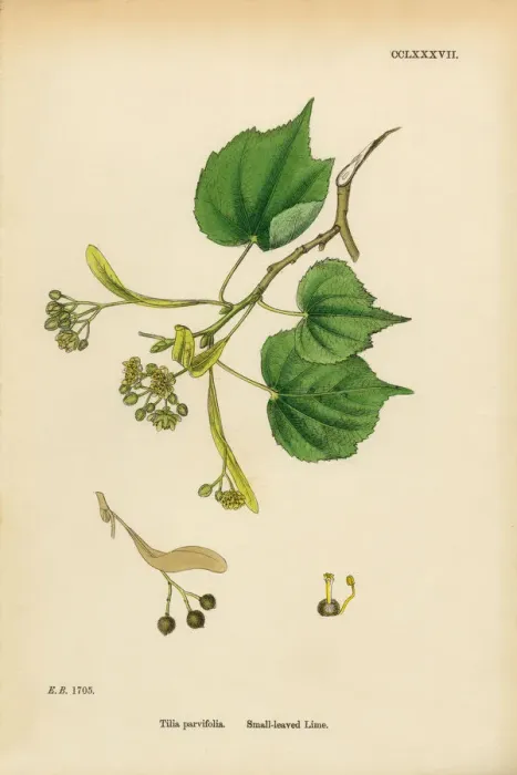 Framed Print : Small-leaved Lime, Tilia parvifolia, Victorian Botanical Illustration, 1863 Framed Print : Small-leaved Lime, Tilia parvifolia, Victorian Botanical Illustration, 1863