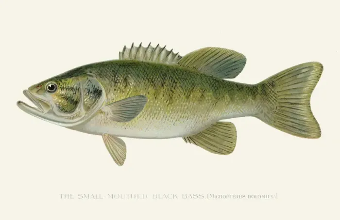 Framed Print : Small mouth black sea bass illustration 1896 Framed Print : Small mouth black sea bass illustration 1896