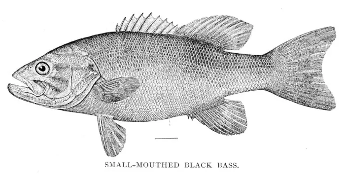 Framed Print : Small mouthed black bass engraving 1898 Framed Print : Small mouthed black bass engraving 1898