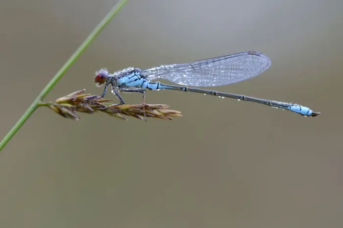 Framed Print : Small Red-eyed Damselfly -Erythromma viridulum-, Emsland, Lower Saxony, Germany Framed Print : Small Red-eyed Damselfly -Erythromma viridulum-, Emsland, Lower Saxony, Germany