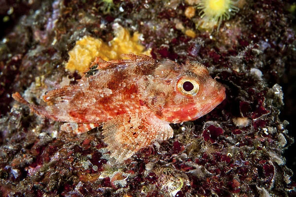Small red scorpionfish -Scorpaena notata-, Mediterranean Sea, Croatia