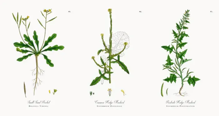 Framed Print : Small Sand Rocket, Brassica Viminea, Victorian Botanical Illustration, 1863 Framed Print : Small Sand Rocket, Brassica Viminea, Victorian Botanical Illustration, 1863