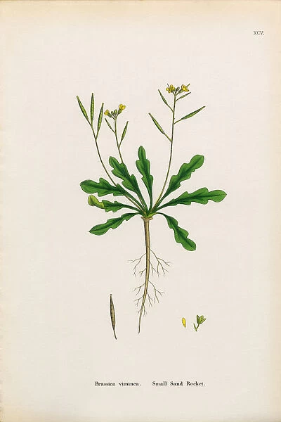 Small Sand Rocket, Brassica Viminea, Victorian Botanical Illustration, 1863