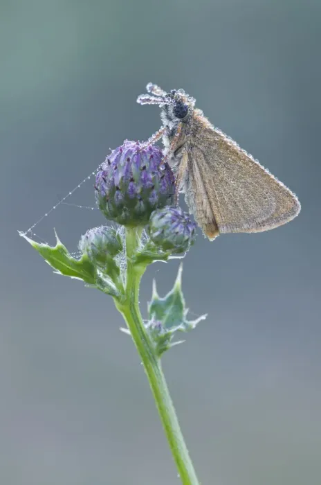 Framed Print : Small Skipper -Thymelicus sylvestris-, Haren, Emsland region, Lower Saxony, Germany, Europe Framed Print : Small Skipper -Thymelicus sylvestris-, Haren, Emsland region, Lower Saxony, Germany, Europe