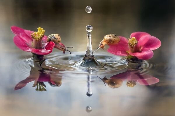 Two small snails on pink flowers in the water with falling droplet