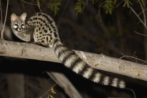 Small-spotted Genet, Richtersveld, South Africa