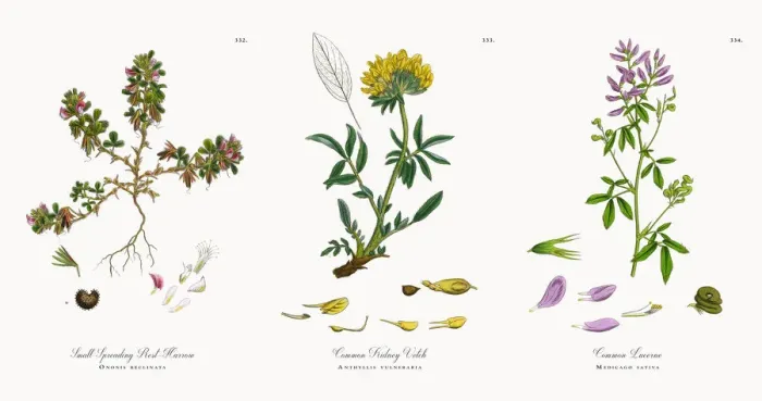 Framed Print : Small Spreading Rest-Harrow, Ononis reclinata, Victorian Botanical Illustration, 1863 Framed Print : Small Spreading Rest-Harrow, Ononis reclinata, Victorian Botanical Illustration, 1863