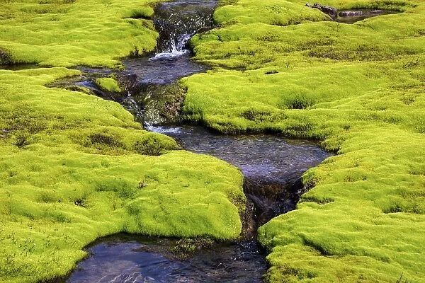 Small stream through moss, Westfjords, Iceland