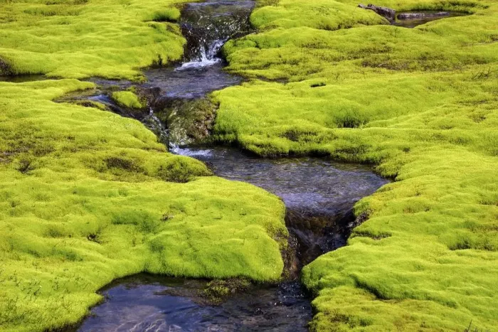 Framed Print : Small stream through moss, Westfjords, Iceland Framed Print : Small stream through moss, Westfjords, Iceland