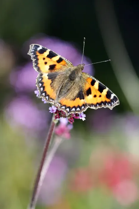 Framed Print : Small Tortoiseshell Framed Print : Small Tortoiseshell