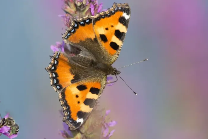 Framed Print : Small Tortoiseshell -Aglais urticae, Nymphalis urticae-, Hesse, Germany Framed Print : Small Tortoiseshell -Aglais urticae, Nymphalis urticae-, Hesse, Germany