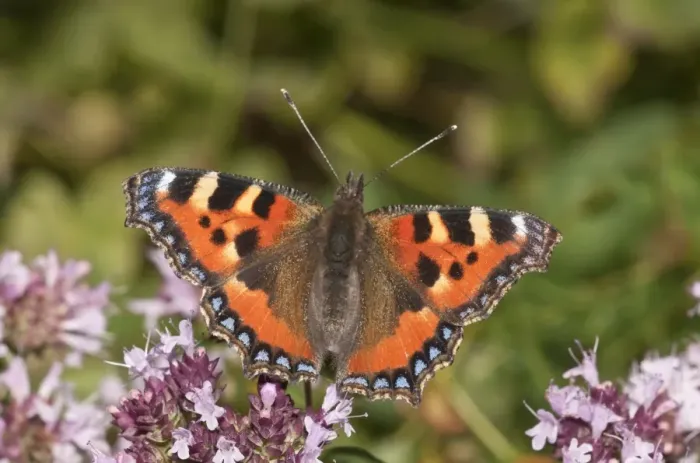 Framed Print : Small Tortoiseshell -Aglais urticae-, sucking nectar from flowering Thyme, Neresheim, Baden-Wuerttemberg, Germany, Europe Framed Print : Small Tortoiseshell -Aglais urticae-, sucking nectar from flowering Thyme, Neresheim, Baden-Wuerttemberg, Germany, Europe