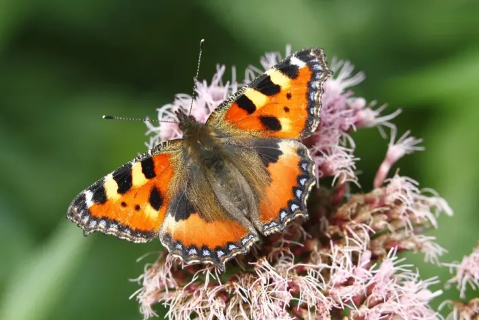 Framed Print : Small Tortoiseshell (Aglais urticae) on flowering Eupatorium Framed Print : Small Tortoiseshell (Aglais urticae) on flowering Eupatorium