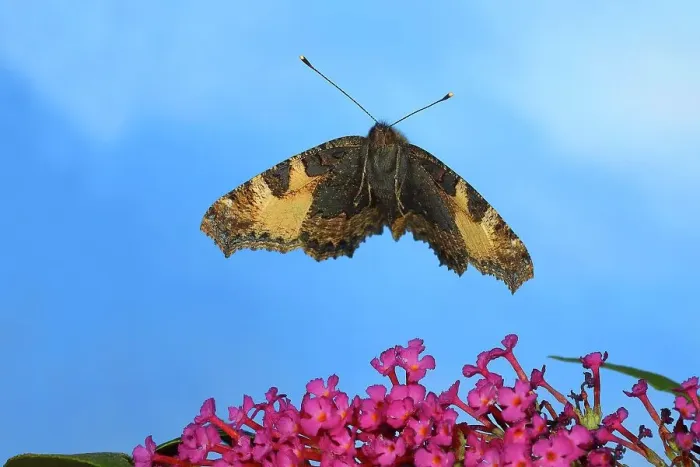 Framed Print : Small tortoiseshell (Nymphalis urticae), in flight, highspeed nature photo, over dwarf butterfly-bush (Buddleja davidii) Siegerland, North Rhine-Westphalia, Germany Framed Print : Small tortoiseshell (Nymphalis urticae), in flight, highspeed nature photo, over dwarf butterfly-bush (Buddleja davidii) Siegerland, North Rhine-Westphalia, Germany