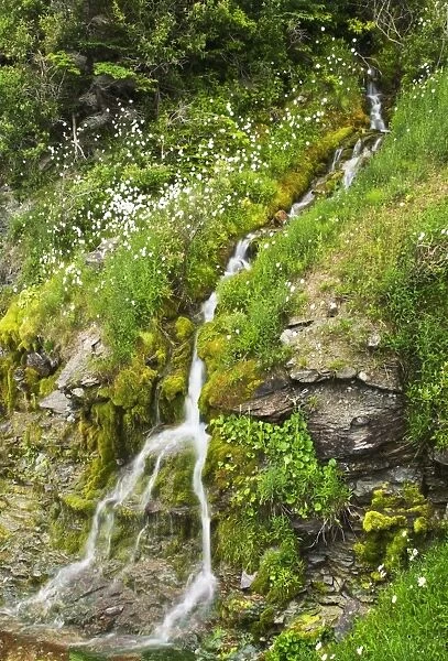 Small Waterfall Among Plants And Wildflowers In Forillon National Park
