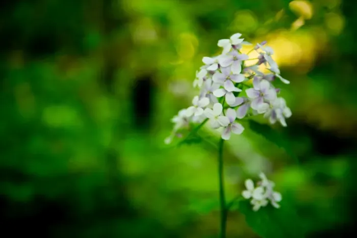 Framed Print : Small White Flowers Framed Print : Small White Flowers