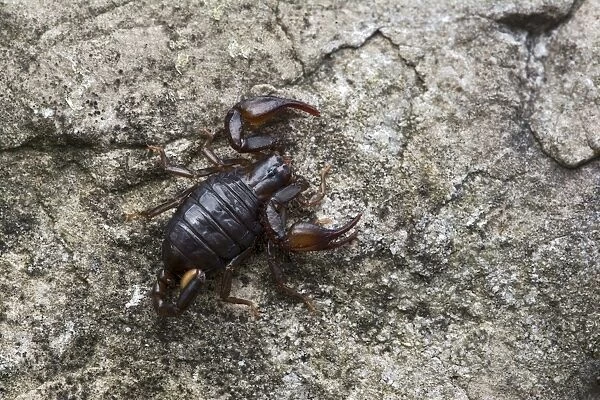 Small Wood Scorpion species -Euscorpius germanus-, Tyrol, Austria
