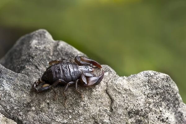 Small Wood Scorpion species -Euscorpius germanus-, Tyrol, Austria