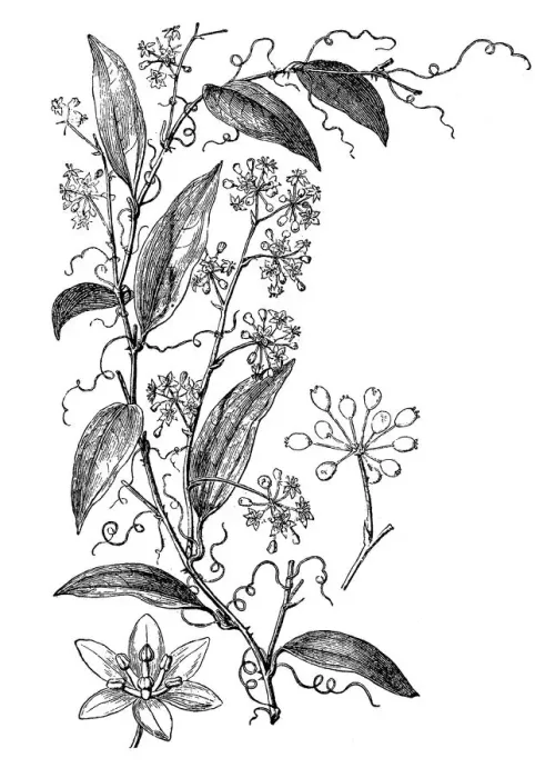 Framed Print : Smilax Pseudo Syphilitica (Medicinal plant)