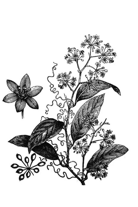 Framed Print : smilax syphilitica Framed Print : smilax syphilitica
