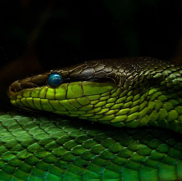 The smile. A photo of snake taken in its captivity