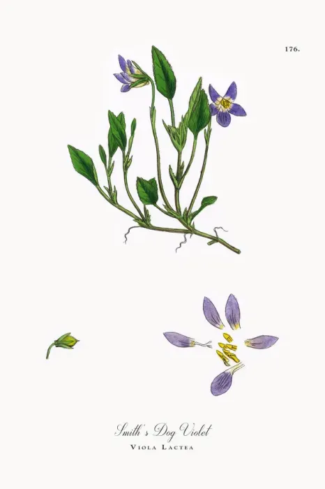 Framed Print : Smithas Dog Violet, Viola Lactea, Victorian Botanical Illustration, 1863