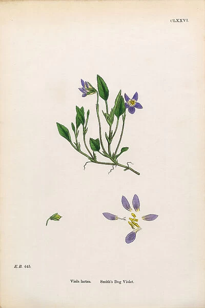 Smithas Dog Violet, Viola Lactea, Victorian Botanical Illustration, 1863