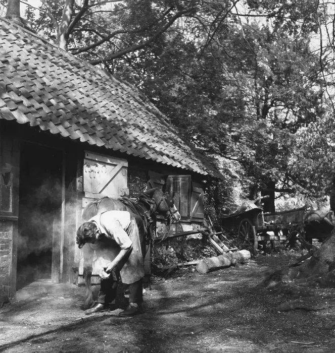 Framed Print : Smithy. A blacksmith shoes a cart horse at his forge Framed Print : Smithy. A blacksmith shoes a cart horse at his forge