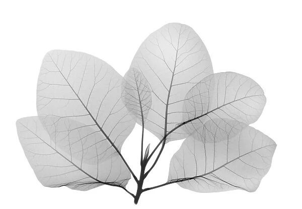 Smoke bush leaves (Cotinus sp. ), X-ray