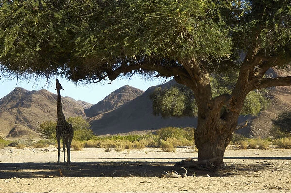 Smoky Giraffe, Hoanib River Valley, Namibia