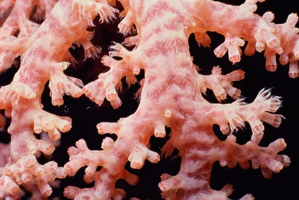 Smooth alcyonarian coral (Scleronephthya sp. ) polyps opening