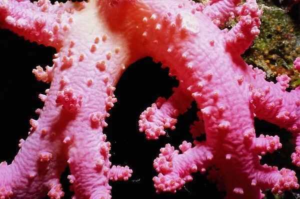 Smooth alcyonarian coral (Scleronephthya sp. ) with polyps retracted